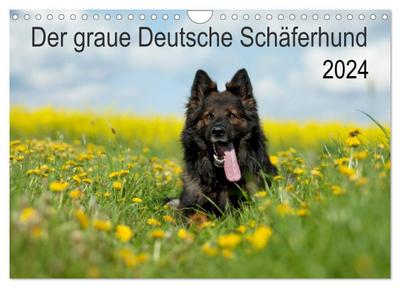 Der graue Deutsche Schäferhund (Wandkalender 2024 DIN A4 quer), CALVENDO Monatskalender