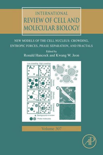 New Models of the Cell Nucleus: Crowding, Entropic Forces, Phase Separation, and Fractals