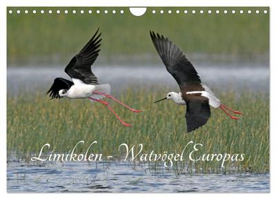 Limikolen - Watvögel Europas (Wandkalender 2026 DIN A4 quer), CALVENDO Monatskalender