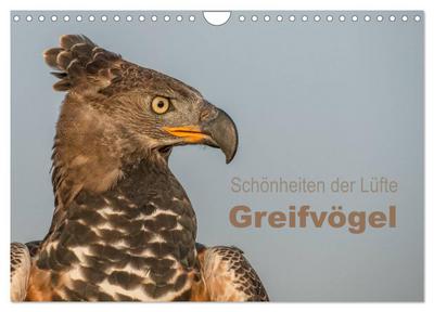 Schönheiten der Lüfte - Greifvögel (Wandkalender 2026 DIN A4 quer), CALVENDO Monatskalender