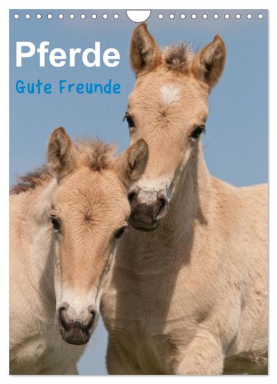 Pferde Gute Freunde (Wandkalender 2024 DIN A4 hoch), CALVENDO Monatskalender