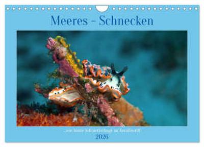 Meeres-Schnecken (Wandkalender 2026 DIN A4 quer), CALVENDO Monatskalender