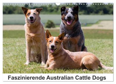 Faszinierende Australian Cattle Dogs (Wandkalender 2024 DIN A3 quer), CALVENDO Monatskalender