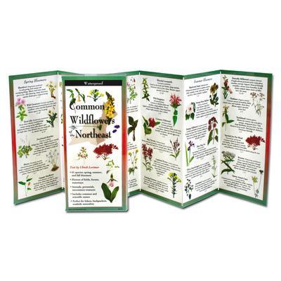 Lorimer, U: Common Wildflowers of the Northeast