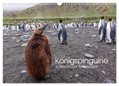Königspinguine - zu Besuch auf Südgeorgien (Wandkalender 2025 DIN A3 quer), CALVENDO Monatskalender