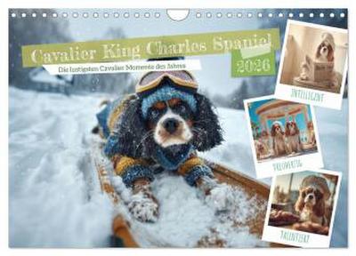 Cavalier King Charles Spaniel. Die lustigsten Cavalier Momente des Jahres. (Wandkalender 2026 DIN A4 quer), CALVENDO Monatskalender