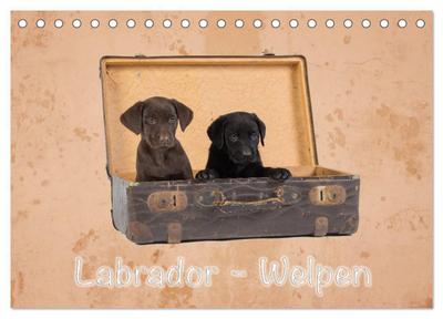 Labrador - Welpen (Tischkalender 2024 DIN A5 quer), CALVENDO Monatskalender