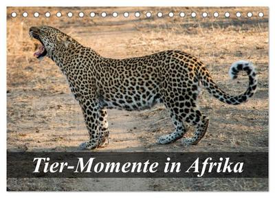 Tier-Momente in Afrika (Tischkalender 2024 DIN A5 quer), CALVENDO Monatskalender