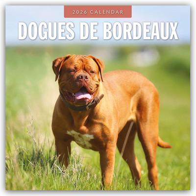Dogues de Bordeaux 2026 Square Wall Calendar