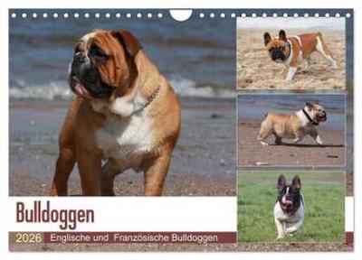 Bulldoggen - Englische und Französische Bulldoggen (Wandkalender 2026 DIN A4 quer), CALVENDO Monatskalender