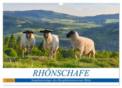 Rhönschafe - Symphatieträger des Biosphärenreservats Rhön (Wandkalender 2024 DIN A3 quer), CALVENDO Monatskalender