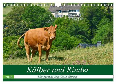Kälber und Rinder (Wandkalender 2026 DIN A4 quer), CALVENDO Monatskalender