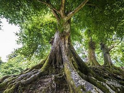 Lais Puzzle Großer Alter Baum 500 Teile