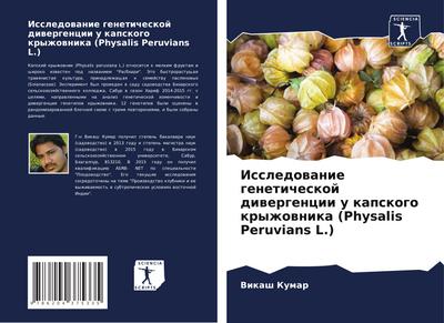 Issledowanie geneticheskoj diwergencii u kapskogo kryzhownika (Physalis Peruvians L.)