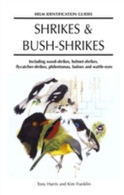 Shrikes and Bush-shrikes