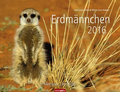 Erdmännchen 2016