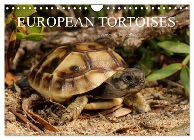 European Tortoises / UK-Version (Wall Calendar 2026 DIN A4 landscape), CALVENDO 12 Month Wall Calendar