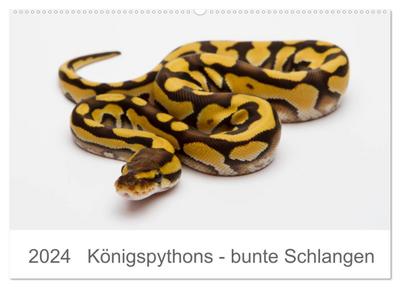 Königspythons - bunte Schlangen (Wandkalender 2024 DIN A2 quer), CALVENDO Monatskalender