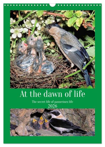 At the dawn of life the secret life of passerines (Wall Calendar 2026 DIN A3 portrait), CALVENDO 12 Month Wall Calendar