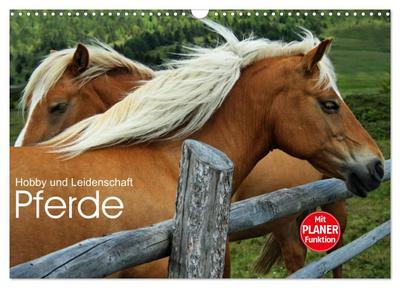 Pferde - Hobby und Leidenschaft (Wandkalender 2025 DIN A3 quer), CALVENDO Monatskalender