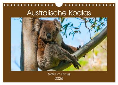 Australische Koalas (Wandkalender 2026 DIN A4 quer), CALVENDO Monatskalender