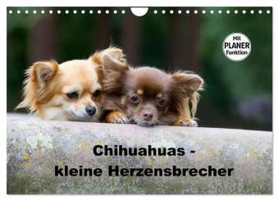 Chihuahuas - kleine Herzensbrecher (Wandkalender 2026 DIN A4 quer), CALVENDO Monatskalender