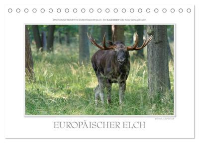Emotionale Momente: Europäischer Elch. / CH-Version (Tischkalender 2024 DIN A5 quer), CALVENDO Monatskalender