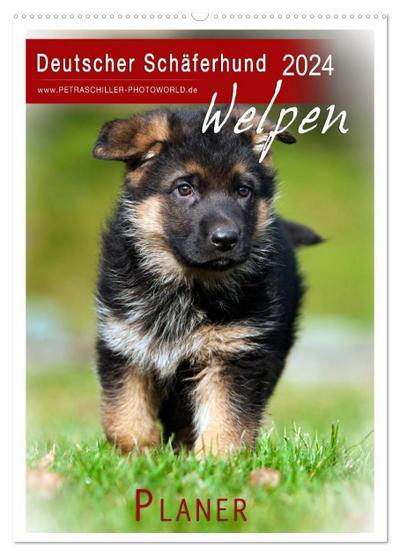 Deutscher Schäferhund - Welpen, Planer (Wandkalender 2024 DIN A2 hoch), CALVENDO Monatskalender