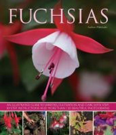 Fuchsias