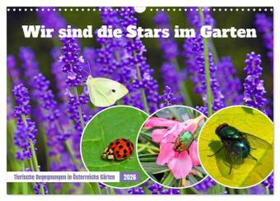 Wir sind die Stars im Garten (Wandkalender 2026 DIN A3 quer), CALVENDO Monatskalender