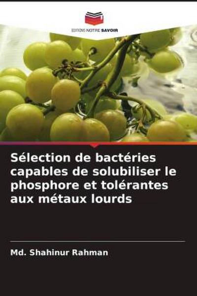 Sélection de bactéries capables de solubiliser le phosphore et tolérantes aux métaux lourds