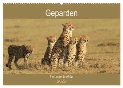 Geparden - Ein Leben in Afrika (Wandkalender 2026 DIN A2 quer), CALVENDO Monatskalender