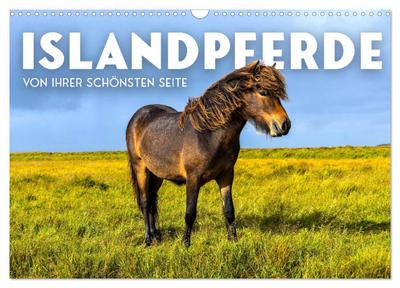 Islandpferde - Von ihrer schönsten Seite (Wandkalender 2026 DIN A3 quer), CALVENDO Monatskalender