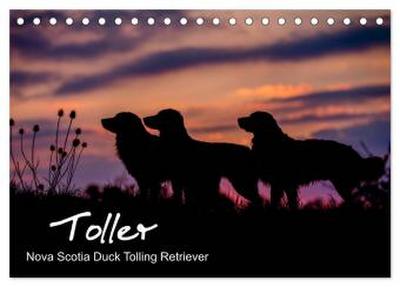 Toller - Nova Scotia Duck Tolling Retriever (Tischkalender 2026 DIN A5 quer), CALVENDO Monatskalender