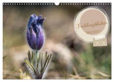 Frühlingsblüher - Farbenpracht nach dem Winter (Wandkalender 2026 DIN A3 quer), CALVENDO Monatskalender