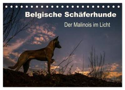 Belgische Schäferhunde - Der Malinois im Licht (Tischkalender 2026 DIN A5 quer), CALVENDO Monatskalender
