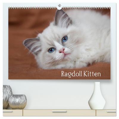 Ragdoll Kitten (hochwertiger Premium Wandkalender 2024 DIN A2 quer), Kunstdruck in Hochglanz