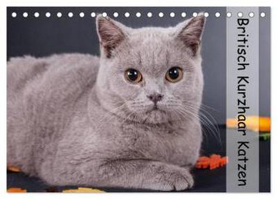 Britisch Kurzhaar Katzen (Tischkalender 2024 DIN A5 quer), CALVENDO Monatskalender