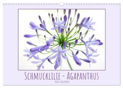Schmucklilie - Agapanthus (Wandkalender 2025 DIN A3 quer), CALVENDO Monatskalender