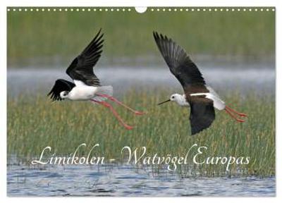 Limikolen - Watvögel Europas (Wandkalender 2026 DIN A3 quer), CALVENDO Monatskalender