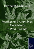 Reptilien und Amphibien Deutschlands in Wort und Bild