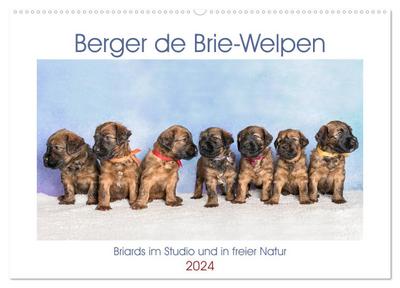 Berger de Brie - Welpen (Wandkalender 2024 DIN A2 quer), CALVENDO Monatskalender