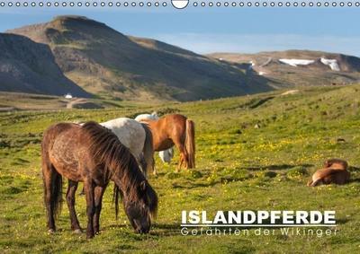 Islandpferde: Gefährten der Wikinger (Wandkalender immerwährend DIN A3 quer)