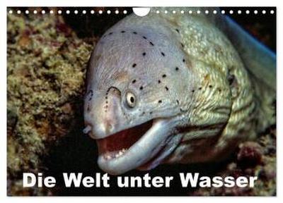 Die Welt unter Wasser (Wandkalender 2026 DIN A4 quer), CALVENDO Monatskalender