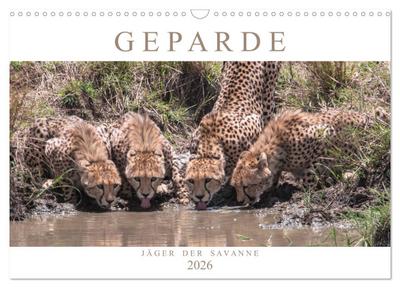 Geparde - Jäger der Savanne (Wandkalender 2026 DIN A3 quer), CALVENDO Monatskalender