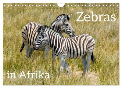 Zebras in Afrika (Wandkalender 2026 DIN A4 quer), CALVENDO Monatskalender