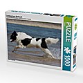 Landseer beim Badespaß (Puzzle)