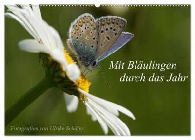 Mit Bläulingen durch das Jahr (Wandkalender 2026 DIN A2 quer), CALVENDO Monatskalender