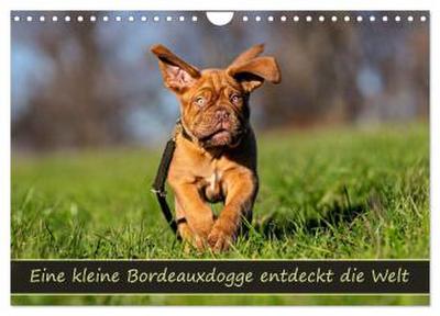 Eine kleine Bordeauxdogge entdeckt die Welt (Wandkalender 2026 DIN A4 quer), CALVENDO Monatskalender