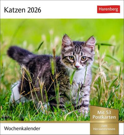 Katzen Postkartenkalender 2026 - Wochenkalender mit 53 Postkarten